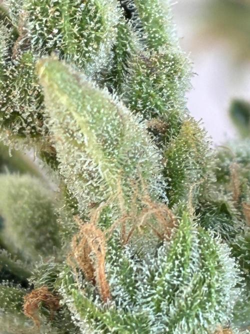 Black Orchid Auto (CCG - Sensible Seeds). Week 12