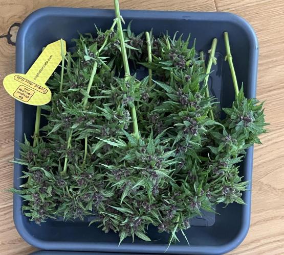 Purple Haze Auto (CCG - Sensible Seeds). Week 12