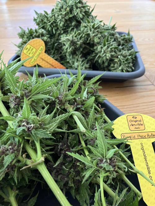 Purple Haze Auto (CCG - Sensible Seeds). Week 12