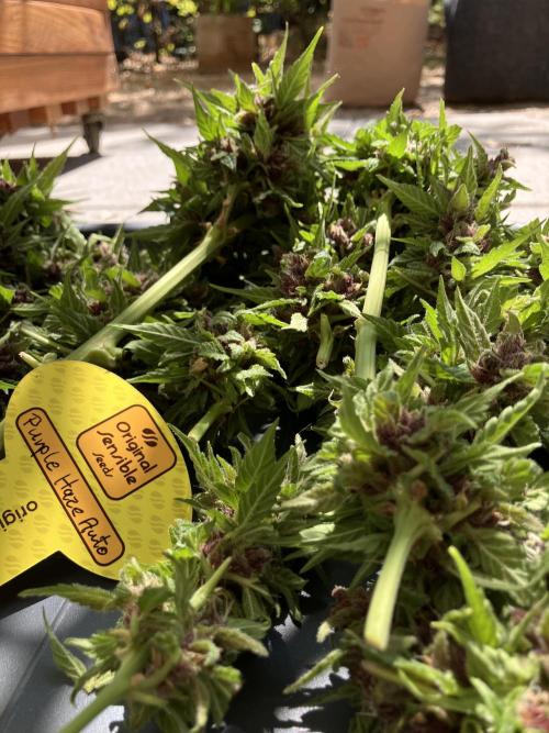 Purple Haze Auto (CCG - Sensible Seeds). Week 12