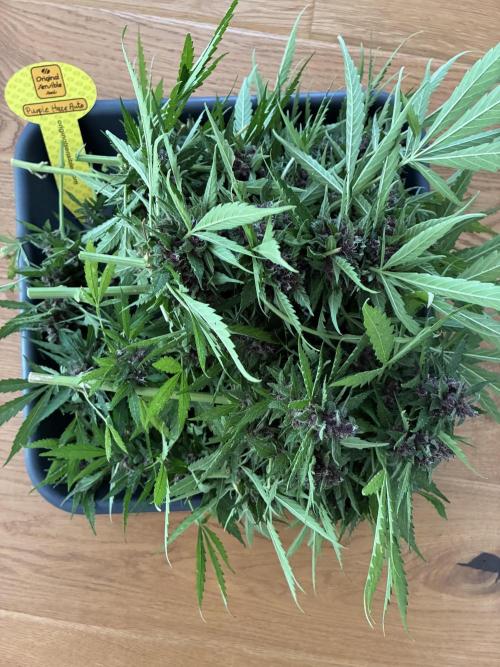 Purple Haze Auto (CCG - Sensible Seeds). Week 12