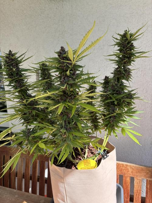 Purple Haze Auto (CCG - Sensible Seeds). Week 12
