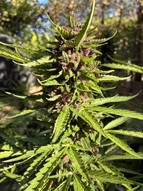 Purple Haze Auto (CCG - Sensible Seeds). Week 12