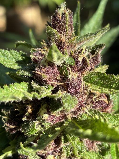 Purple Haze Auto (CCG - Sensible Seeds). Week 12