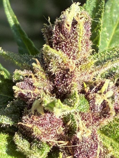 Purple Haze Auto (CCG - Sensible Seeds). Week 12
