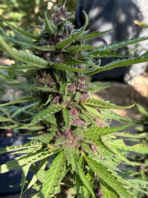 Purple Haze Auto (CCG - Sensible Seeds). Week 12