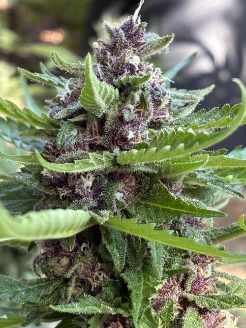 Purple Haze Auto (CCG - Sensible Seeds). Week 12