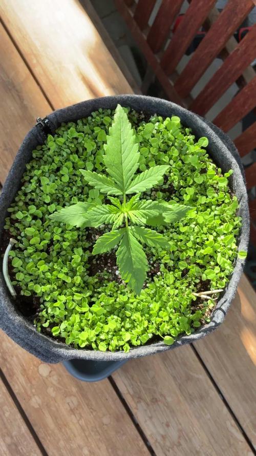 Papaya Cookies Auto