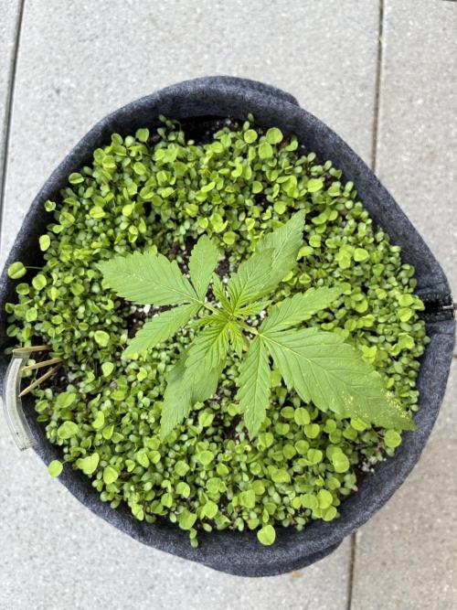 Papaya Cookies Auto. Week 2