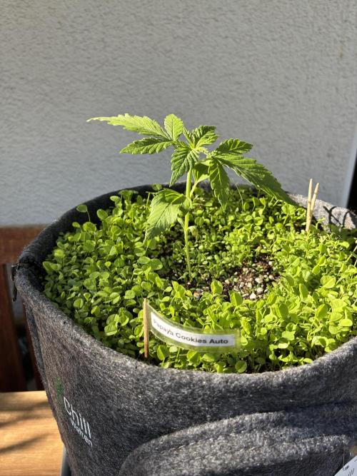 Papaya Cookies Auto. Week 2