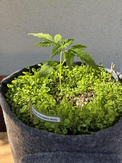 Papaya Cookies Auto. Week 2