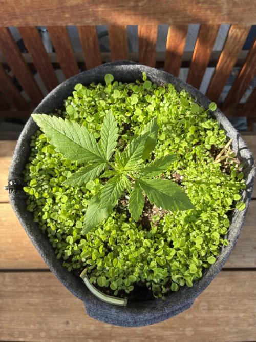Papaya Cookies Auto. Week 2