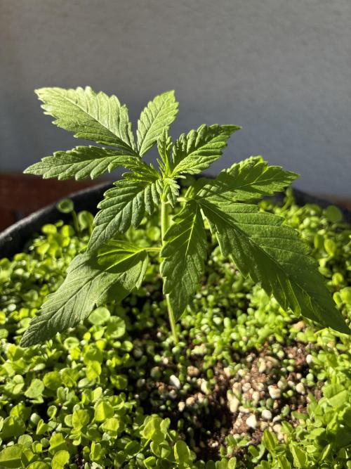 Papaya Cookies Auto. Week 2