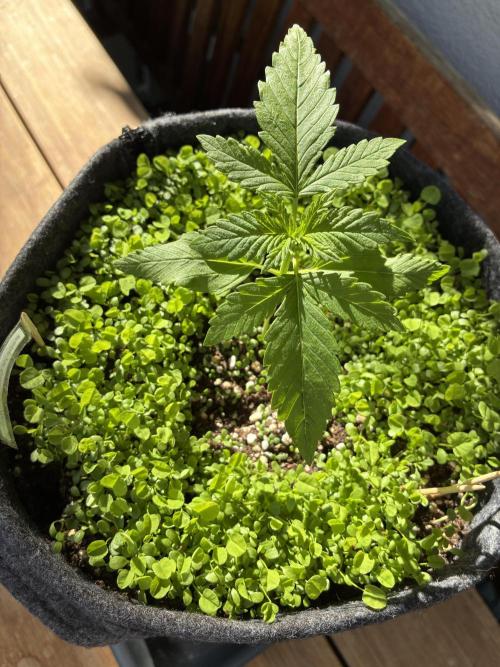 Papaya Cookies Auto. Week 2