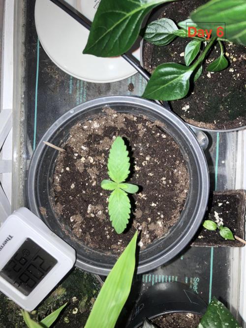 Gorilla Cookies Auto-20W light Test 2025. Week 0