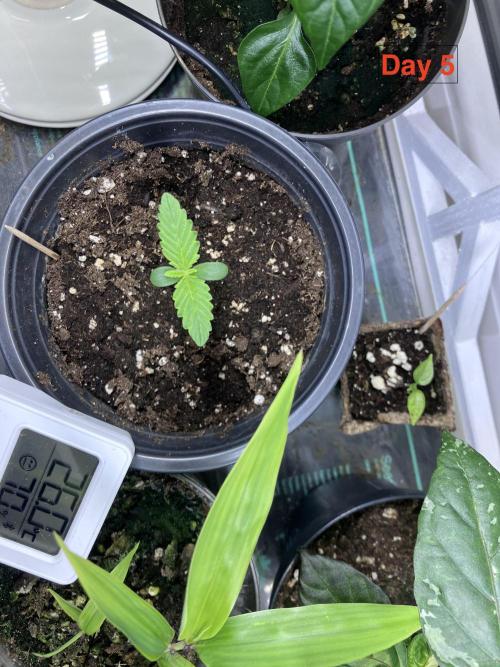 Gorilla Cookies Auto-20W light Test 2025. Week 0
