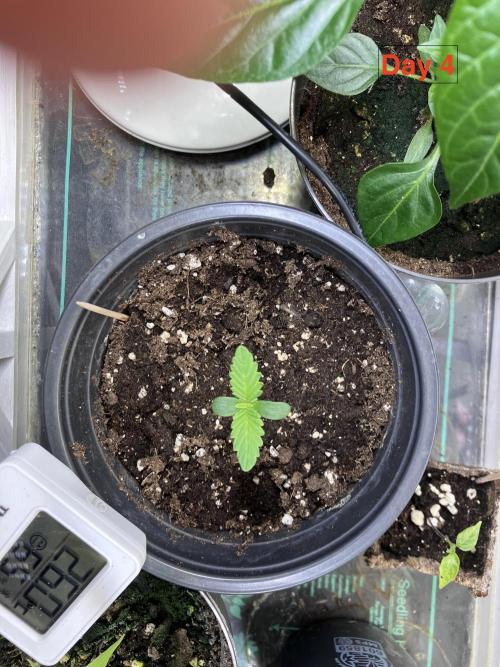 Gorilla Cookies Auto-20W light Test 2025. Week 0
