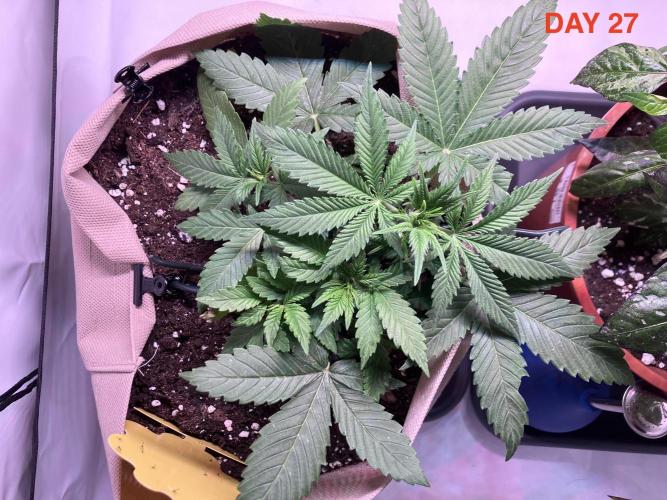 Gorilla Cookies Auto-20W light Test 2025. Week 4