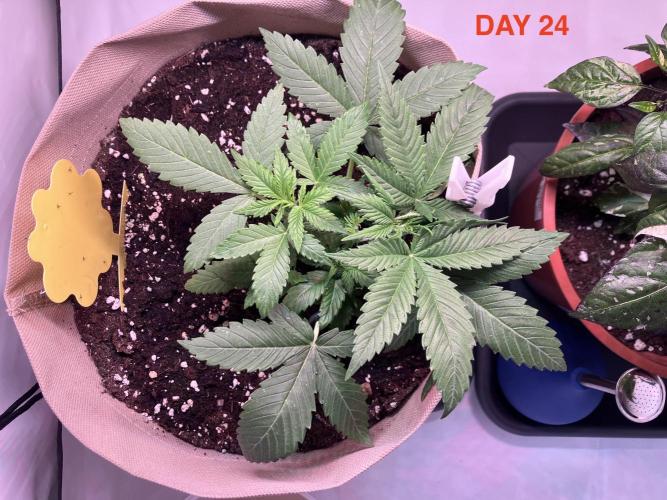 Gorilla Cookies Auto-20W light Test 2025. Week 4