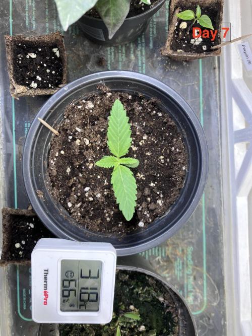 Gorilla Cookies Auto-20W light Test 2025. Week 1