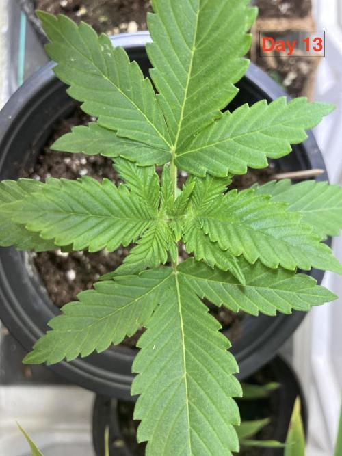 Gorilla Cookies Auto-20W light Test 2025. Week 1