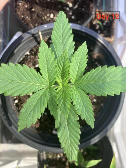 Gorilla Cookies Auto-20W light Test 2025. Week 1