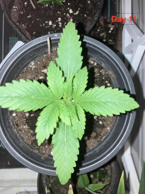 Gorilla Cookies Auto-20W light Test 2025. Week 1