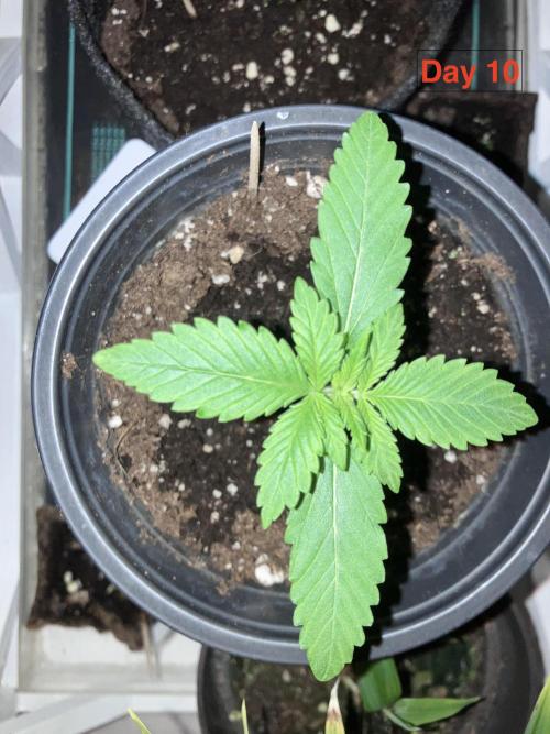 Gorilla Cookies Auto-20W light Test 2025. Week 1