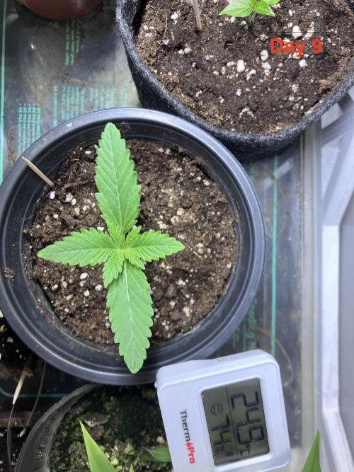 Gorilla Cookies Auto-20W light Test 2025. Week 1
