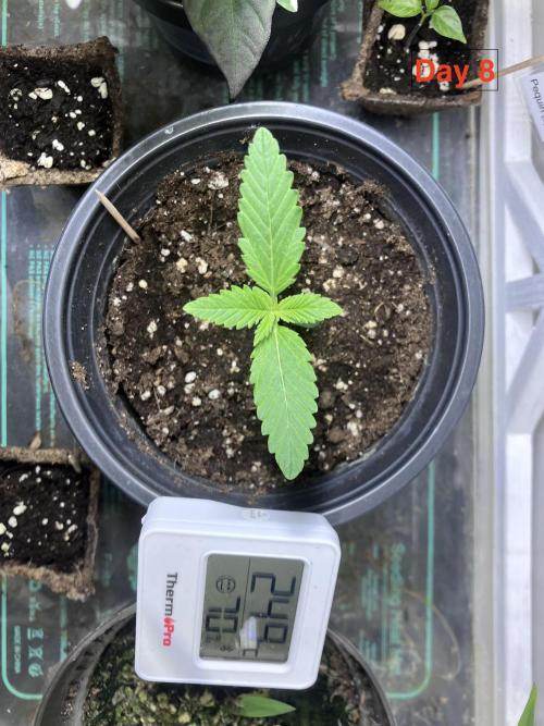 Gorilla Cookies Auto-20W light Test 2025. Week 1