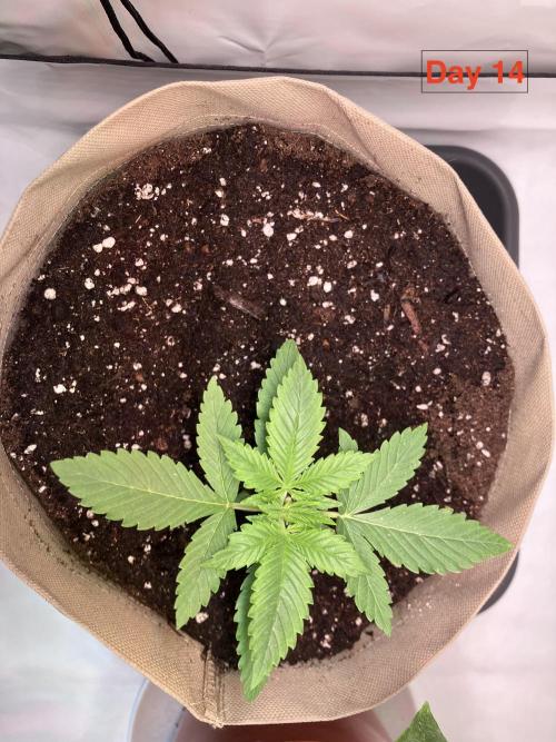 Gorilla Cookies Auto-20W light Test 2025. Week 2