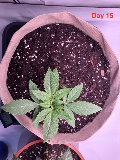 Gorilla Cookies Auto-20W light Test 2025. Week 2