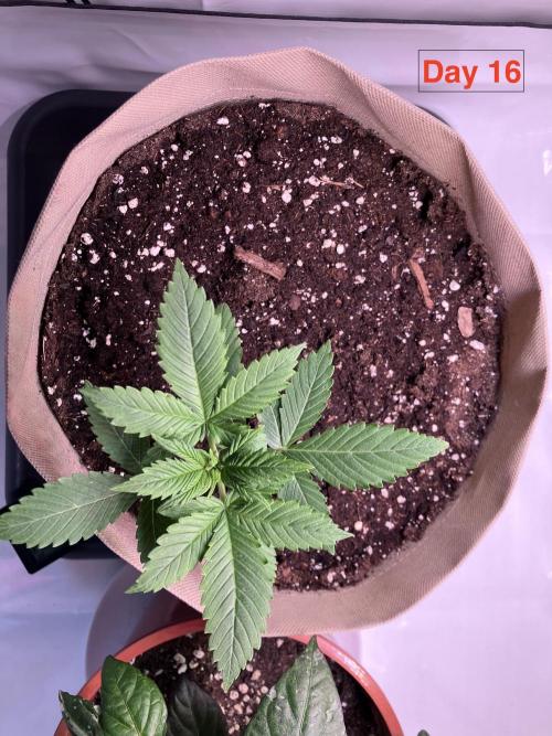 Gorilla Cookies Auto-20W light Test 2025. Week 2