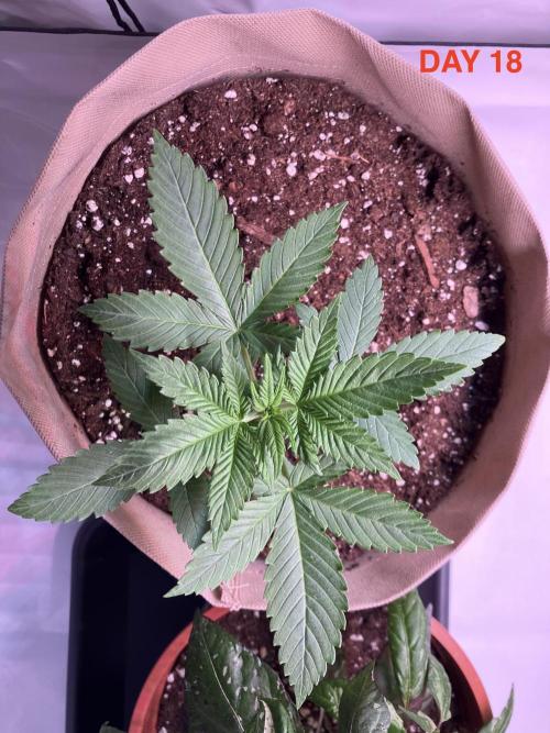 Gorilla Cookies Auto-20W light Test 2025. Week 2