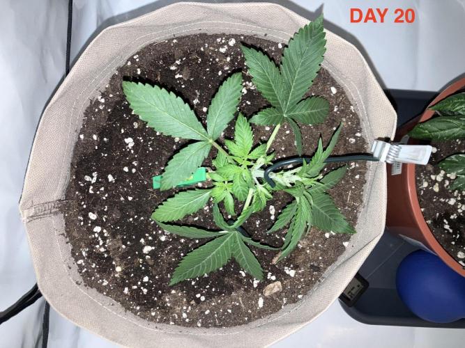 Gorilla Cookies Auto-20W light Test 2025. Week 2
