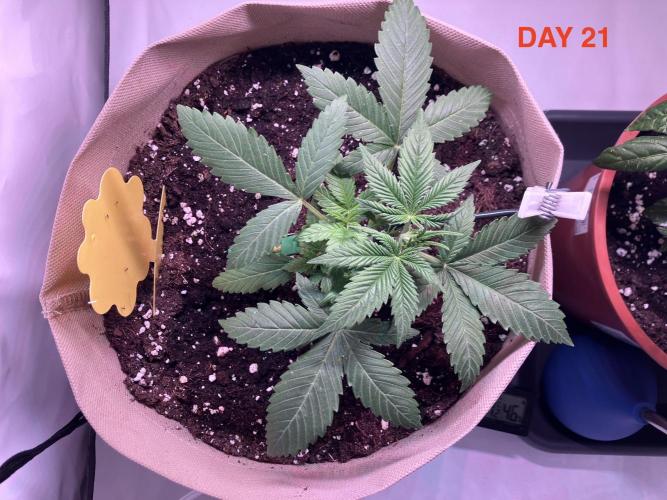 Gorilla Cookies Auto-20W light Test 2025. Week 3