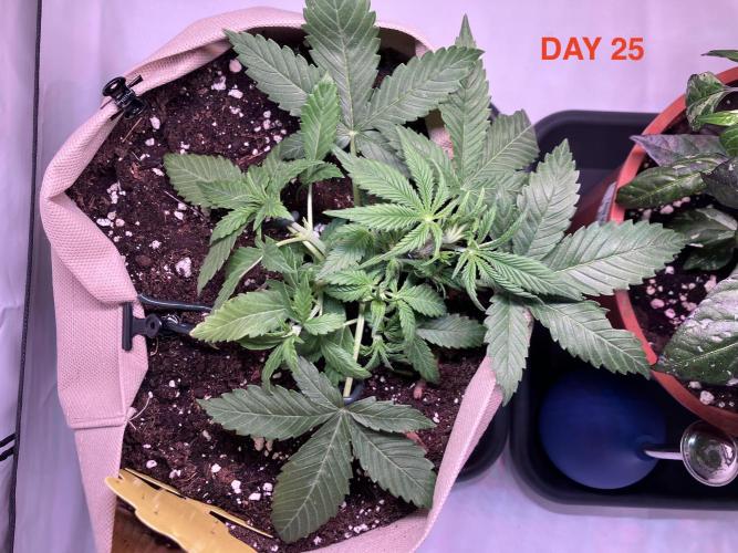 Gorilla Cookies Auto-20W light Test 2025. Week 3