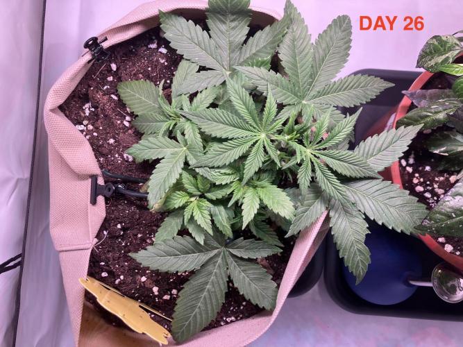 Gorilla Cookies Auto-20W light Test 2025. Week 3