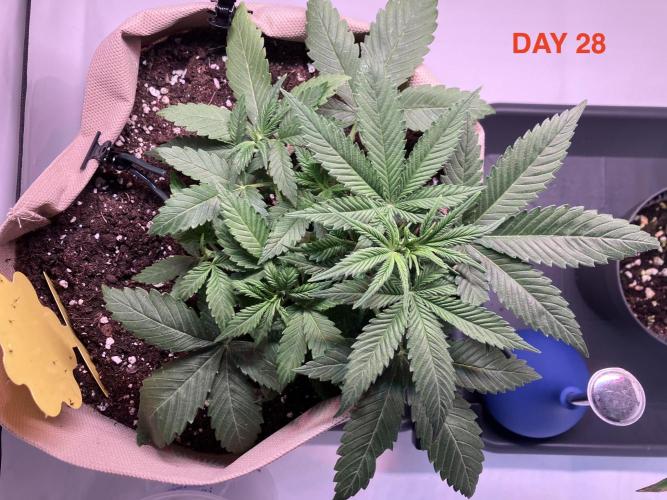 Gorilla Cookies Auto-20W light Test 2025. Week 5