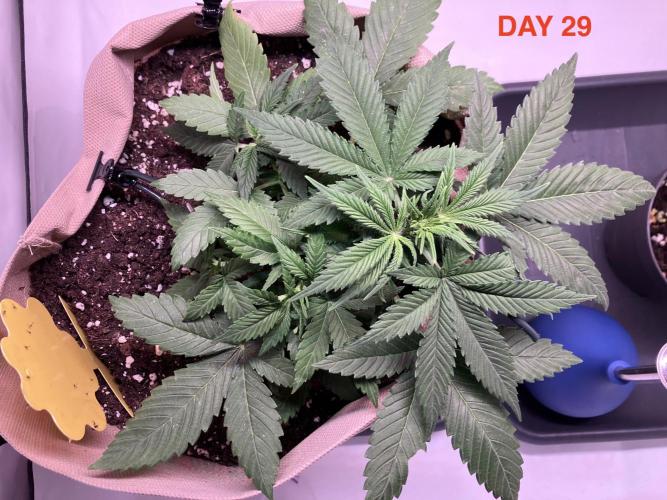 Gorilla Cookies Auto-20W light Test 2025. Week 5