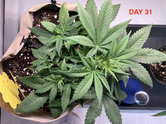 Gorilla Cookies Auto-20W light Test 2025. Week 5