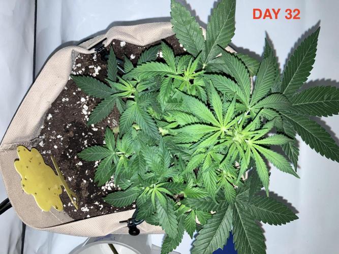 Gorilla Cookies Auto-20W light Test 2025. Week 5