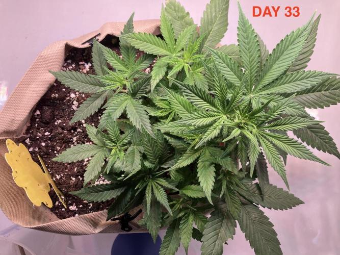 Gorilla Cookies Auto-20W light Test 2025. Week 5