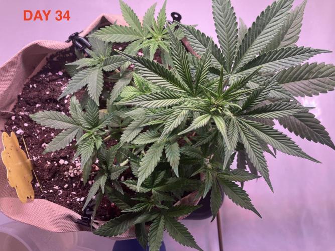 Gorilla Cookies Auto-20W light Test 2025. Week 5