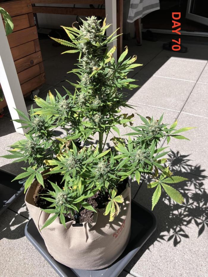 Gorilla Cookies Auto-20W light Test 2025. Week 10
