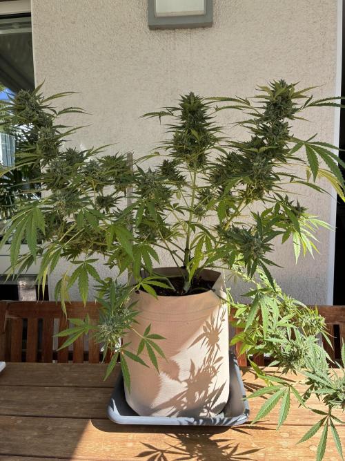 Auto Strains 2026. Week 12