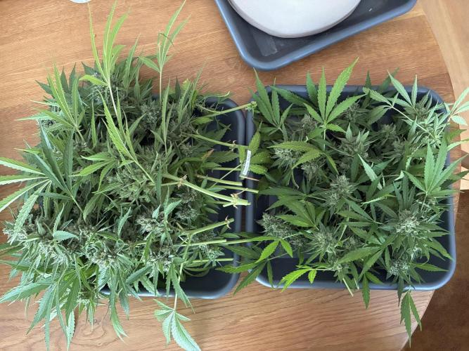 Auto Strains 2026. Week 12