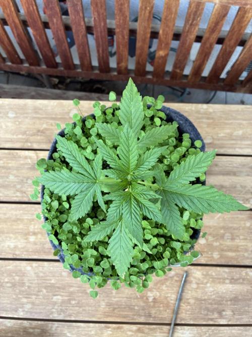 Papaya Cookies Auto. Week 3