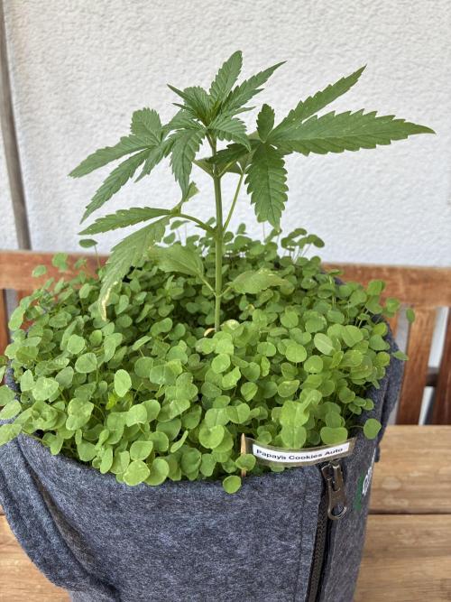 Papaya Cookies Auto. Week 3