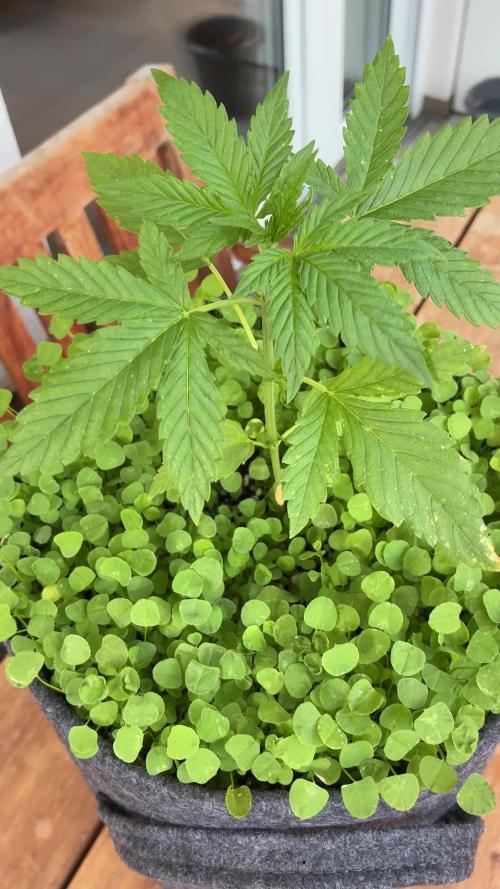 Papaya Cookies Auto